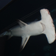 Imagen para el artículo titulado Niños acuden a un acuario para descubrir el maravilloso mundo marino. Vuelven traumatizados